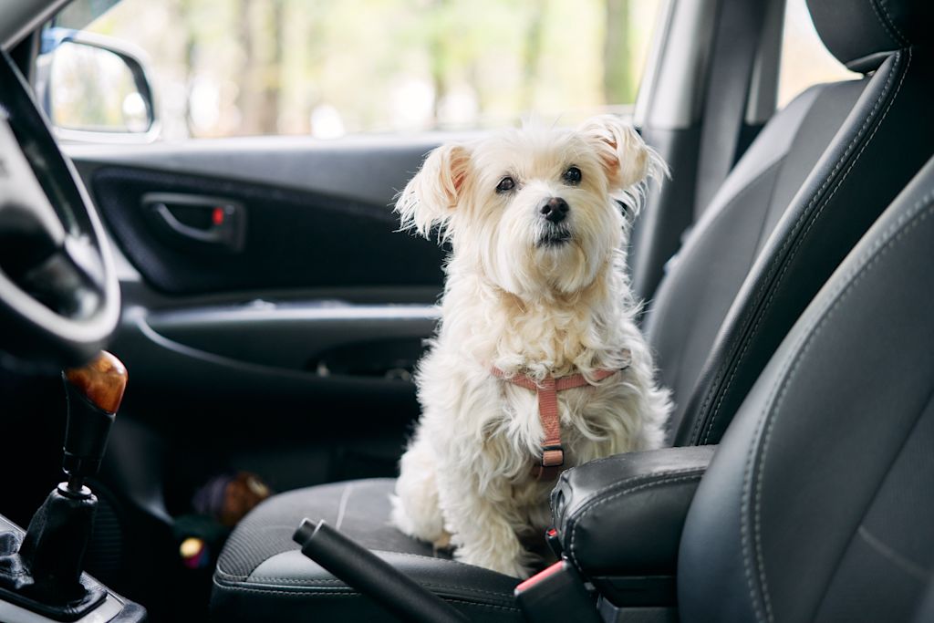 chien en voiture