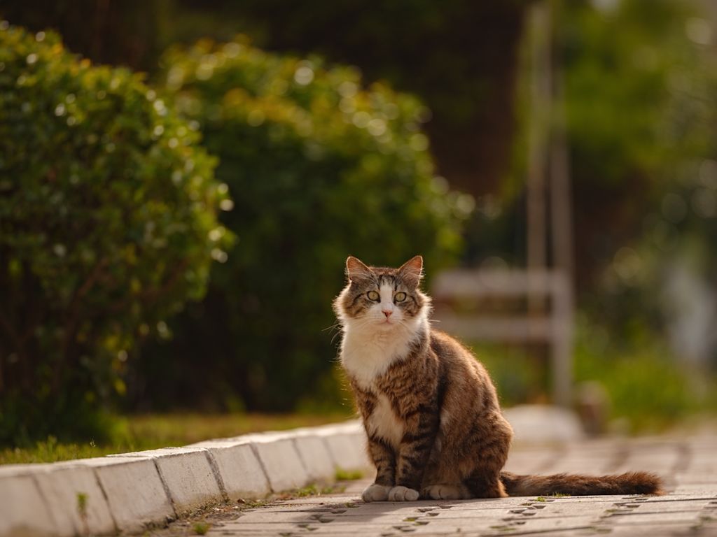 Kat is gestoken door een wesp