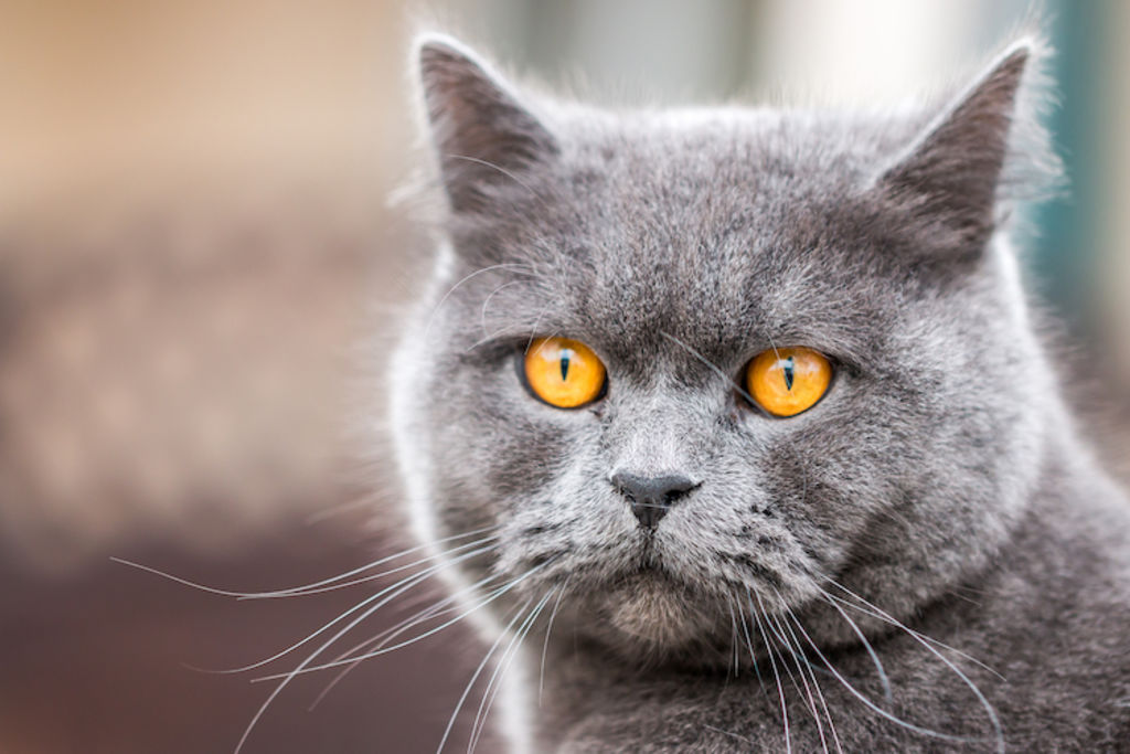 portrait chat british shorthair