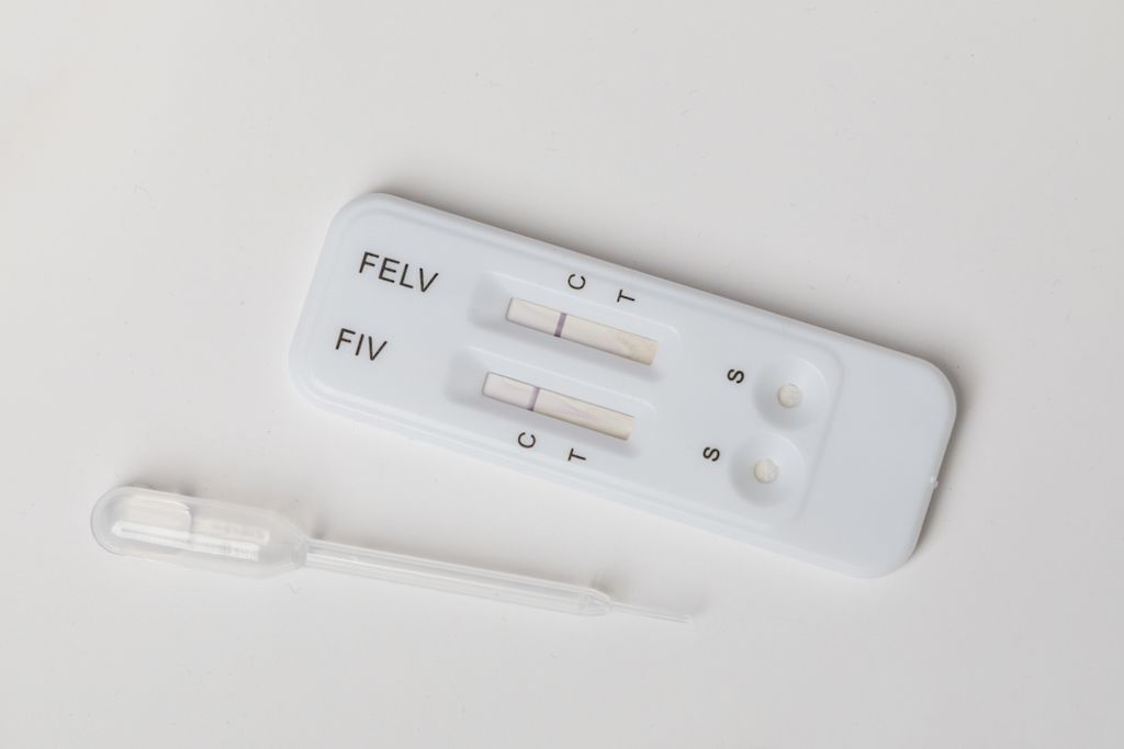 Es gibt Impfungen gegen FiV und FelV