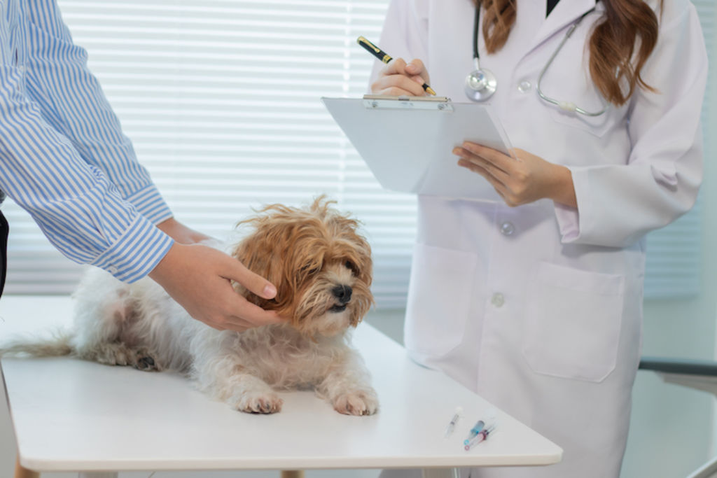 chewing-gum chien veterinaire