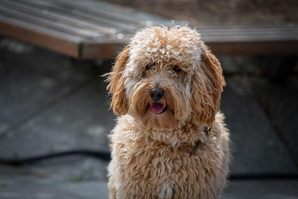 labradoodle frise
