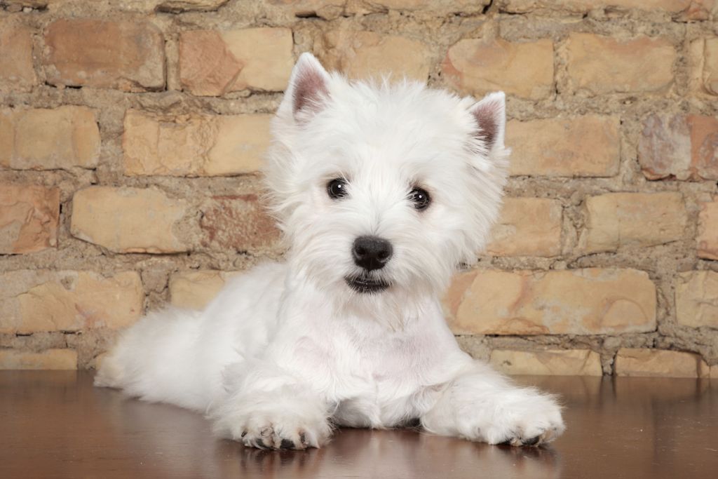 westie ecossais