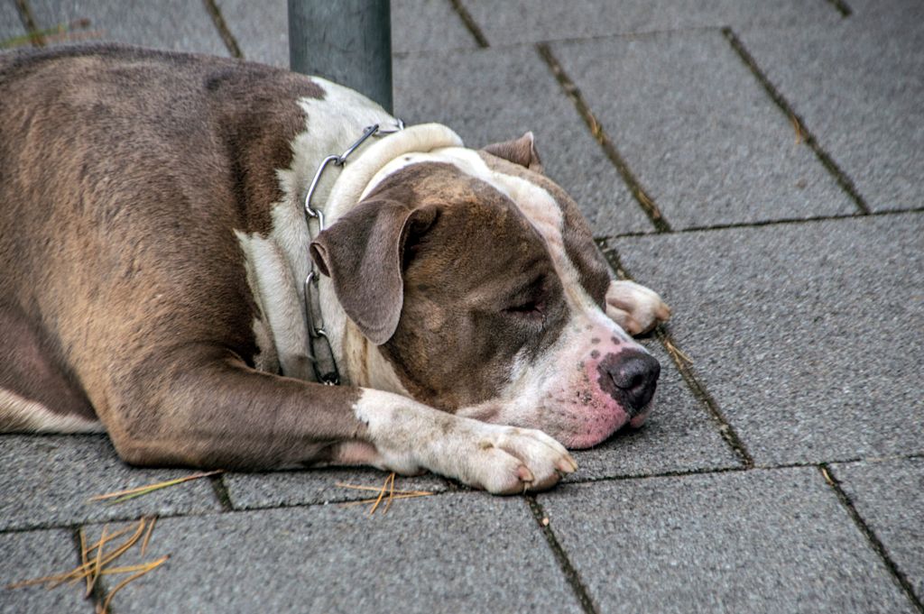 Chien sur surface dure