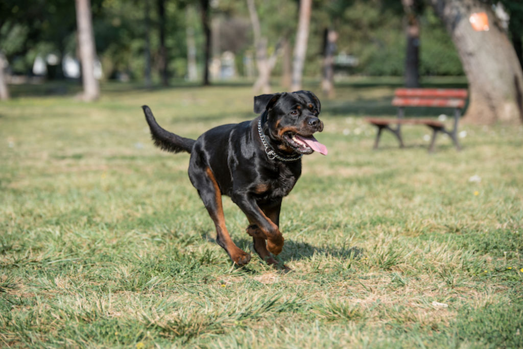 rottweiler course