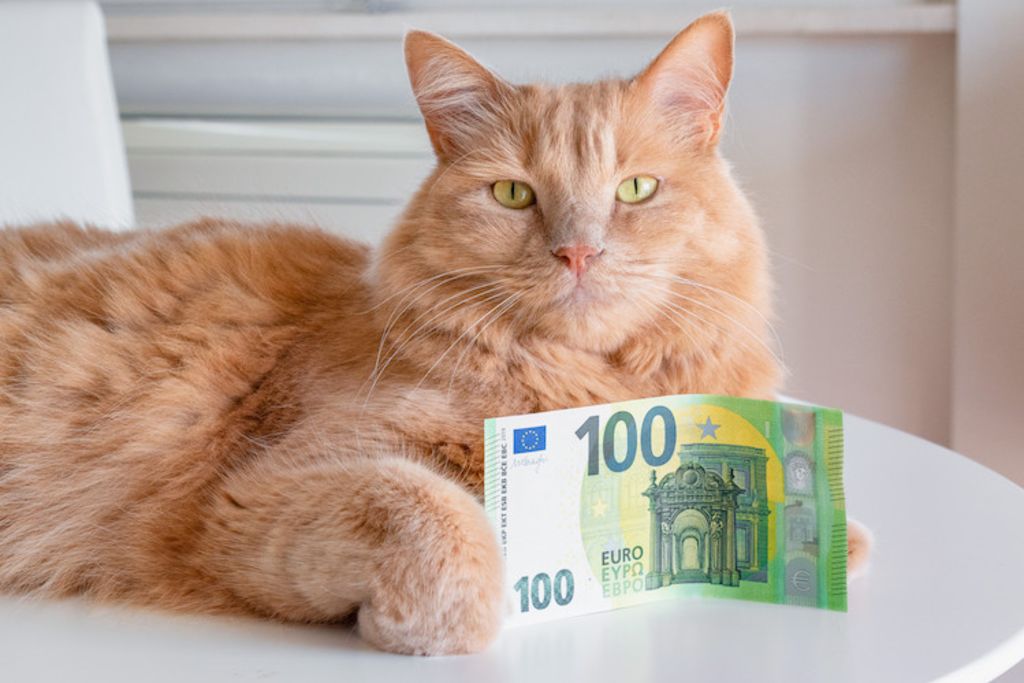 taxe animaux domestiques chat