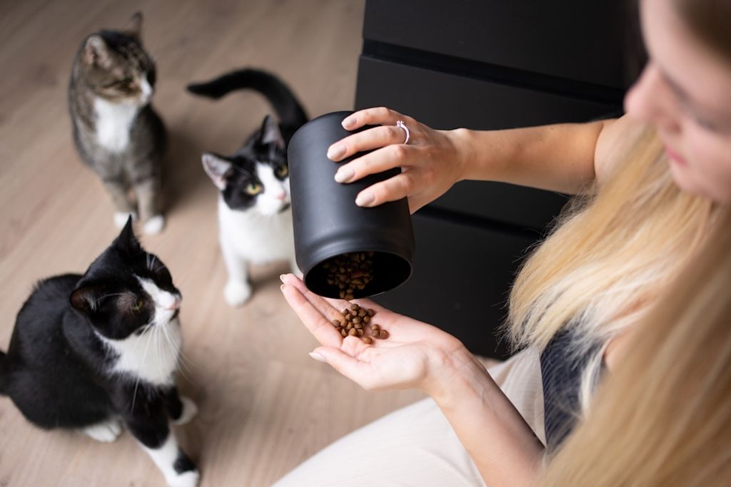 Katzen wollen gerecht behandelt werden