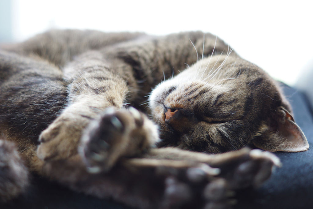 chat repos intervention