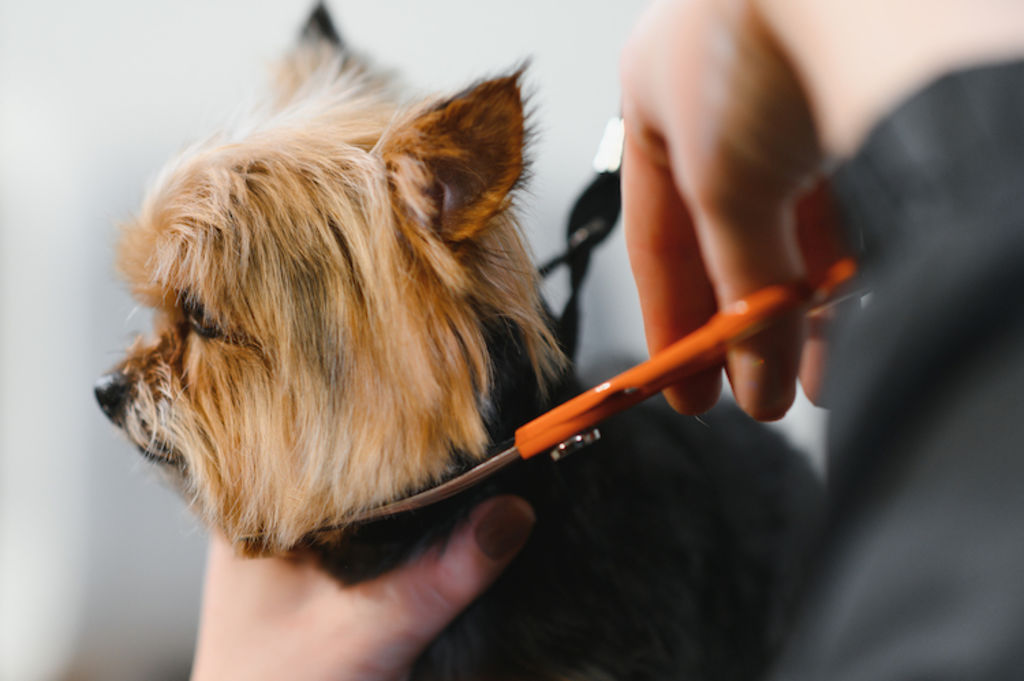 metier toiletteur chien