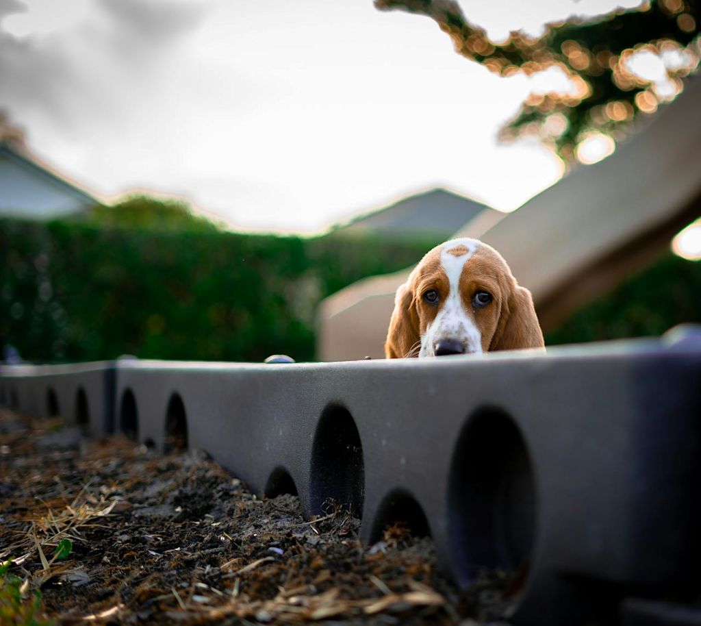 Basset Artésien adulte