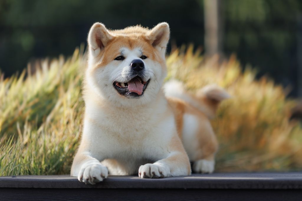 Akita américain en promenade
