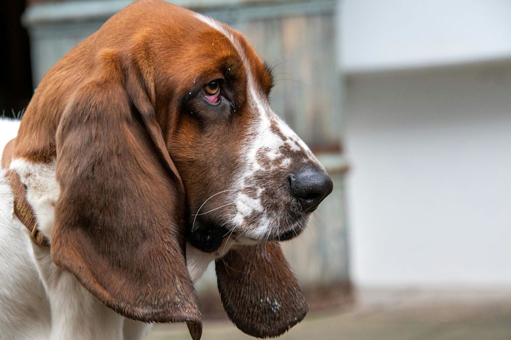 Basset Hound de profil