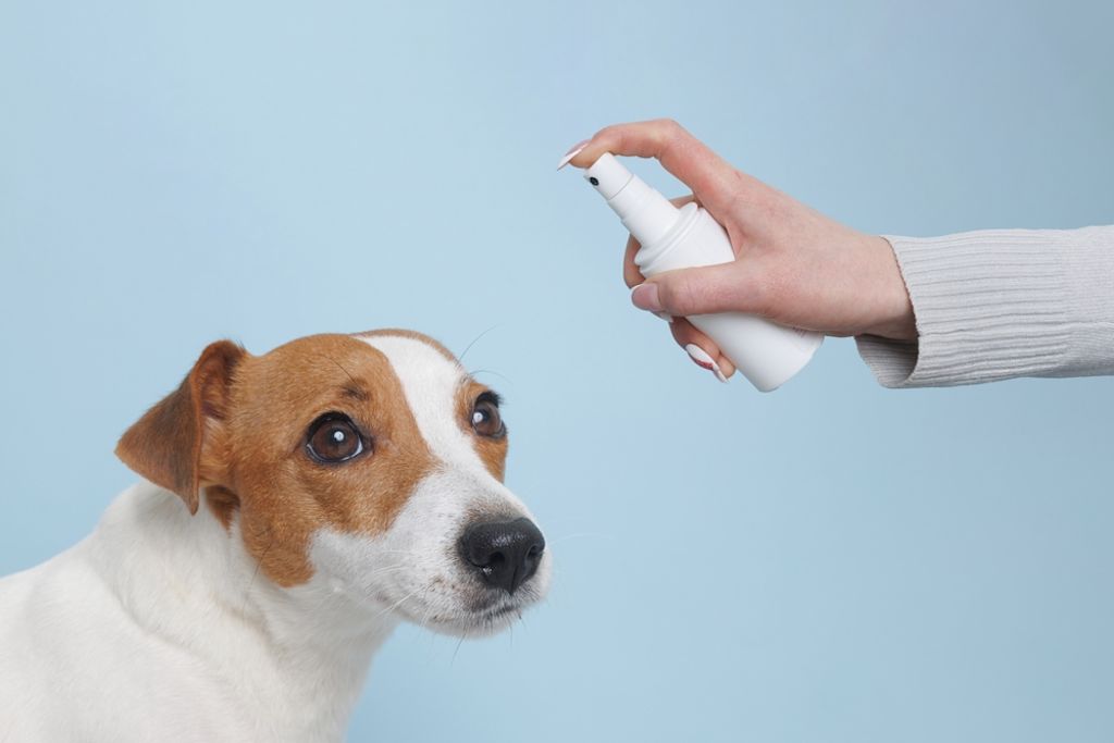 Jack Russell wird mit Spray behandelt