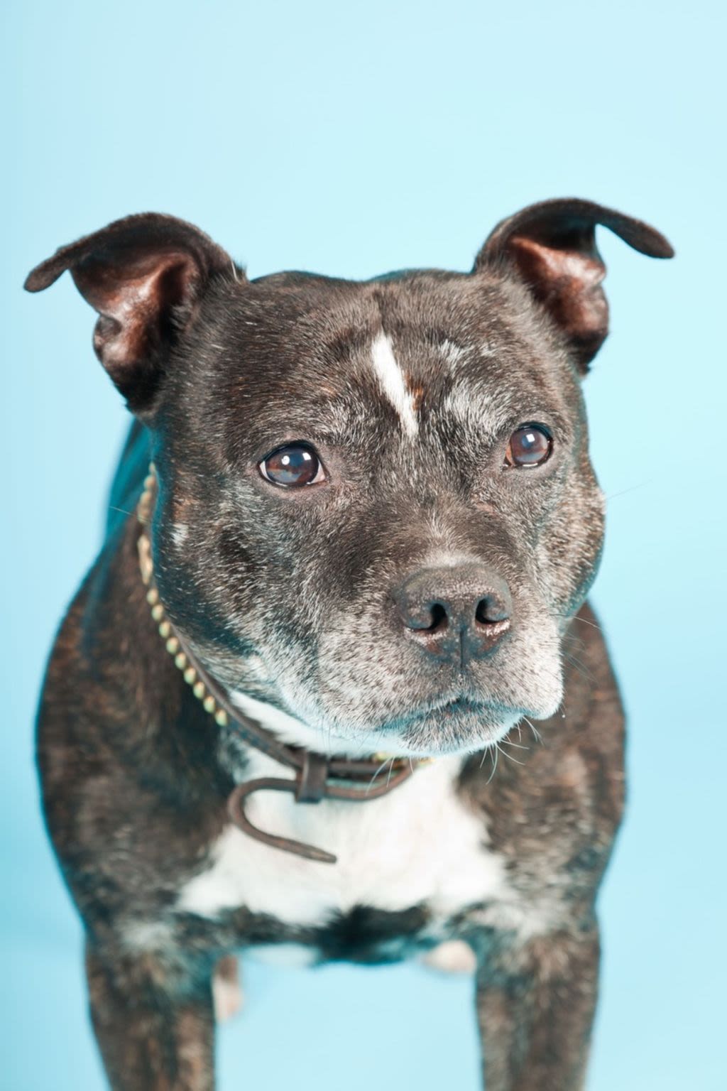 Pitbull staat op gras