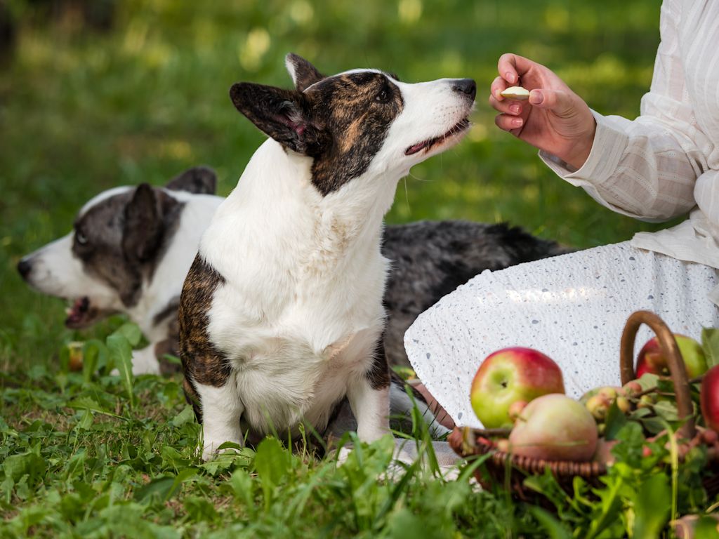 Chien qui mange de la pomme