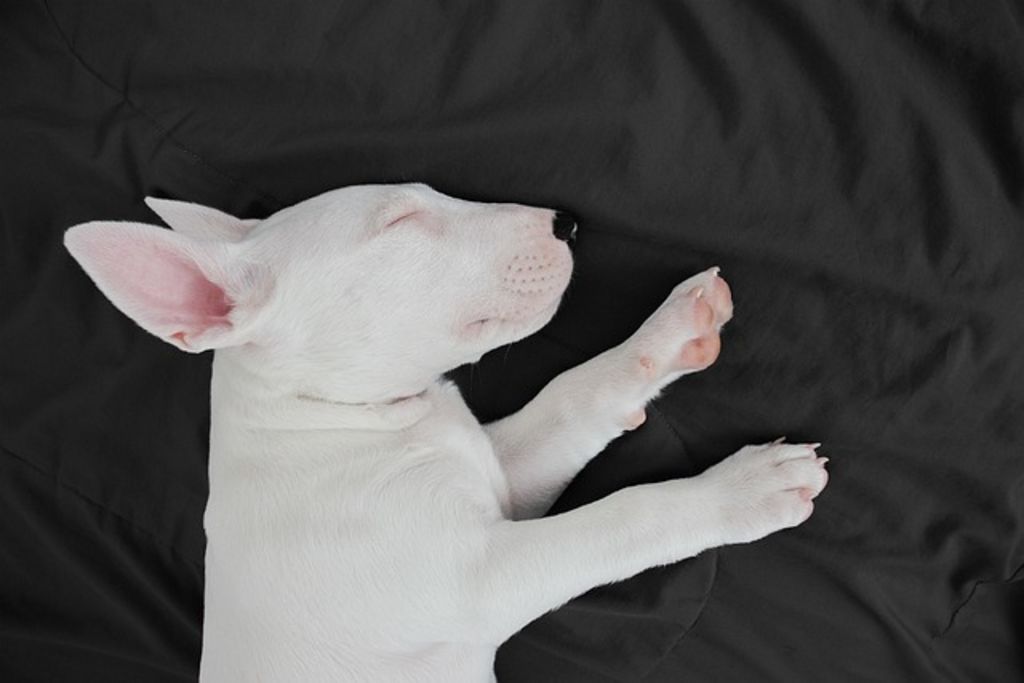 Chiot Bull terrier