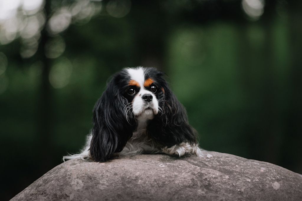 Cavalier King Charles
