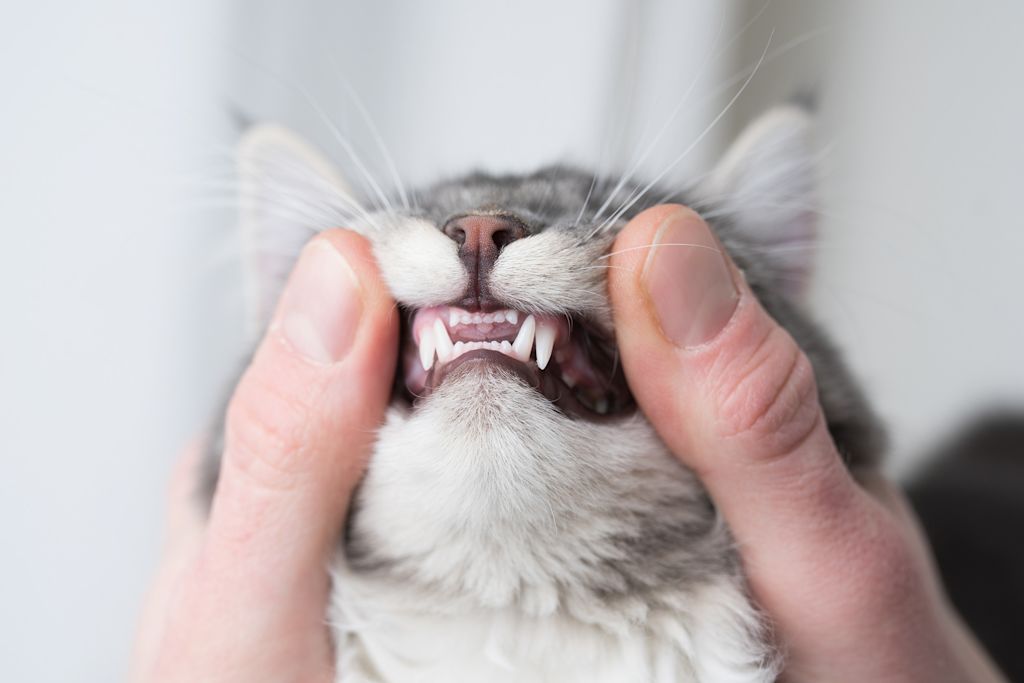 Dentition du chat