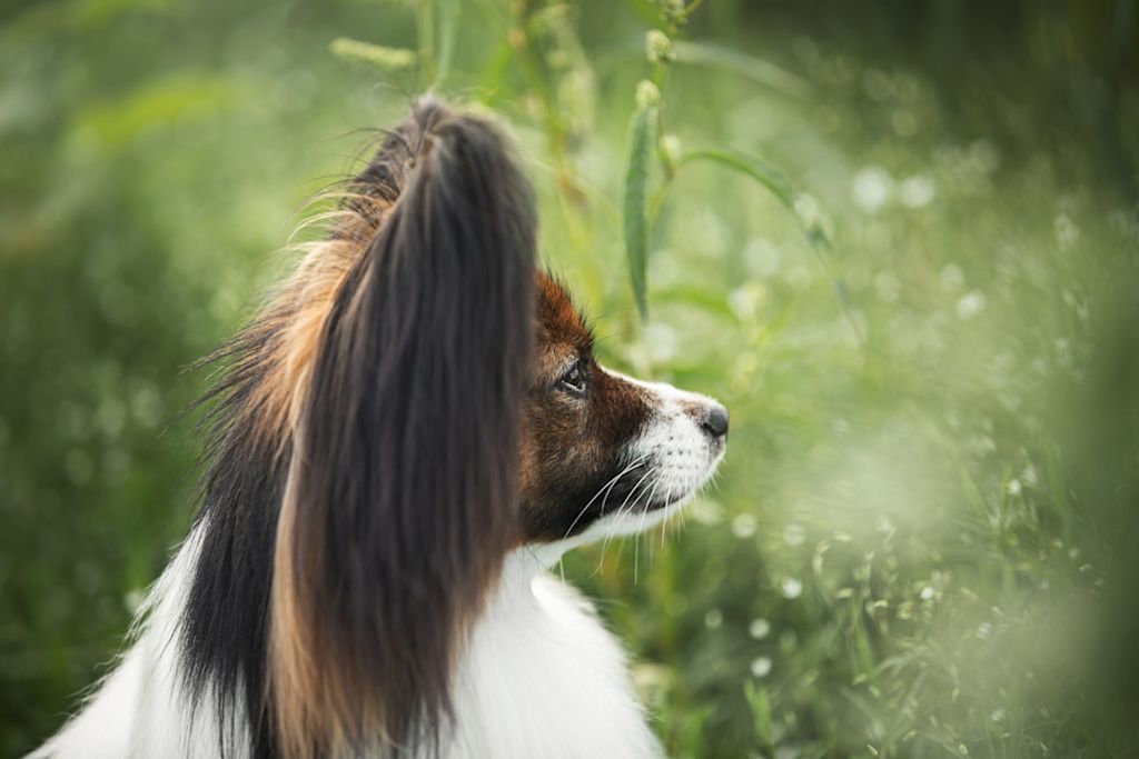 Chien papillon de profil