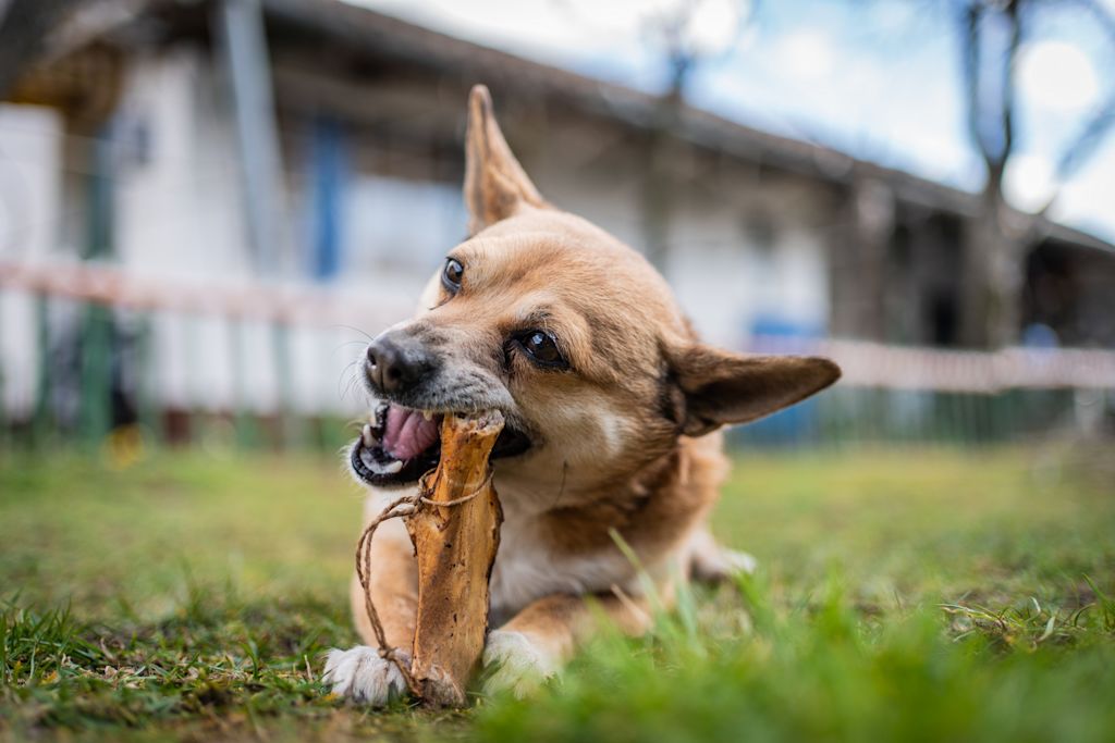 machoire jouet chien