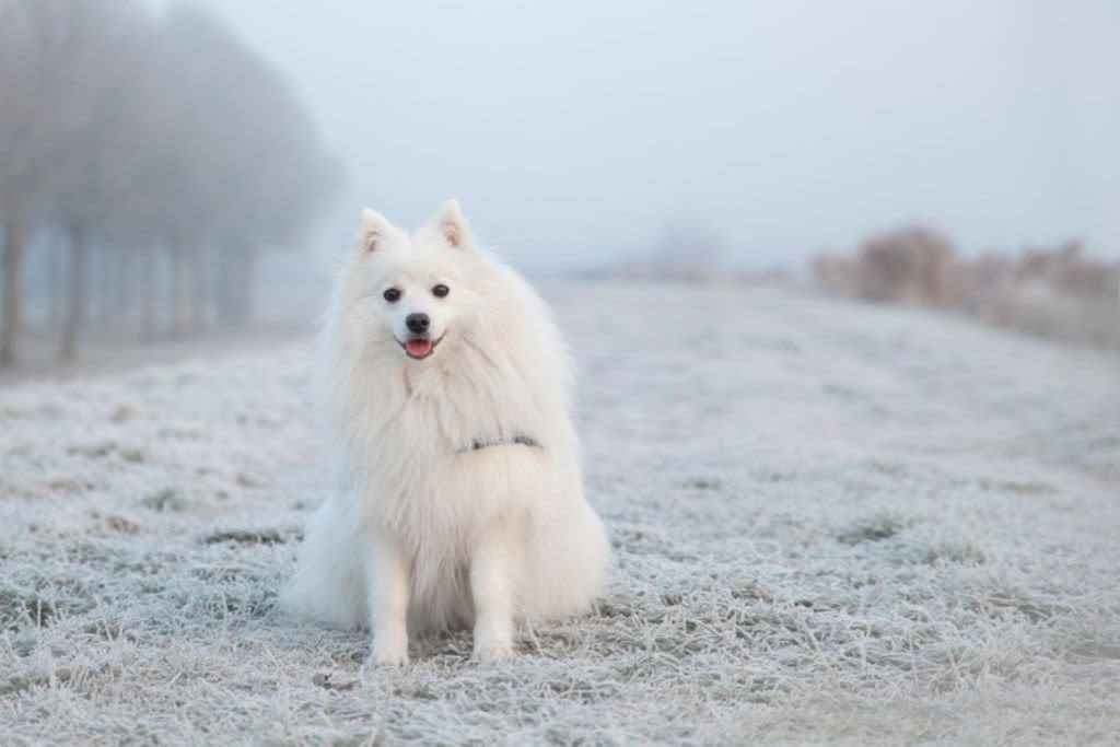 dog-5735837 1280