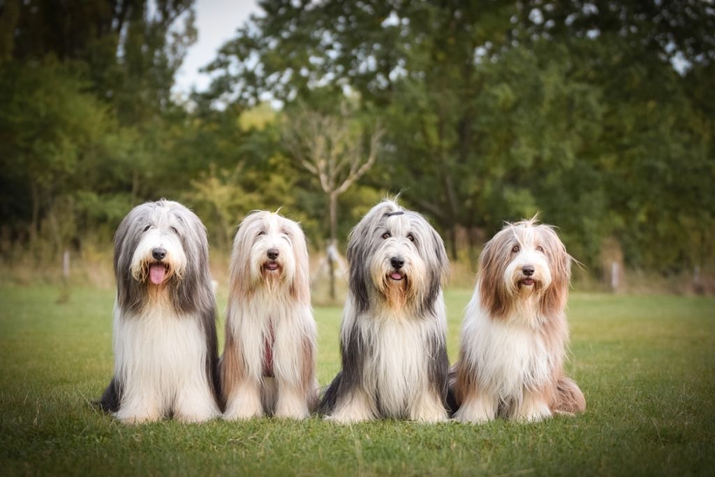 De Bearded Collie-groep zit in de natuur.
