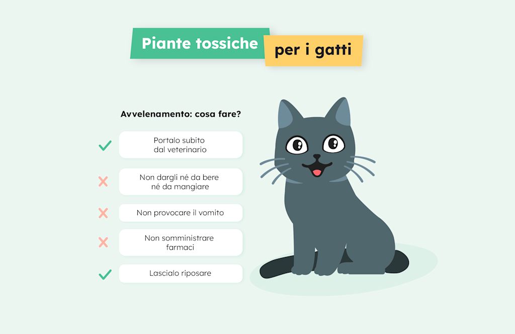 SVIT-Infographie Fleurs Toxiques Infographie - Chat Plantes toxiques copie 2