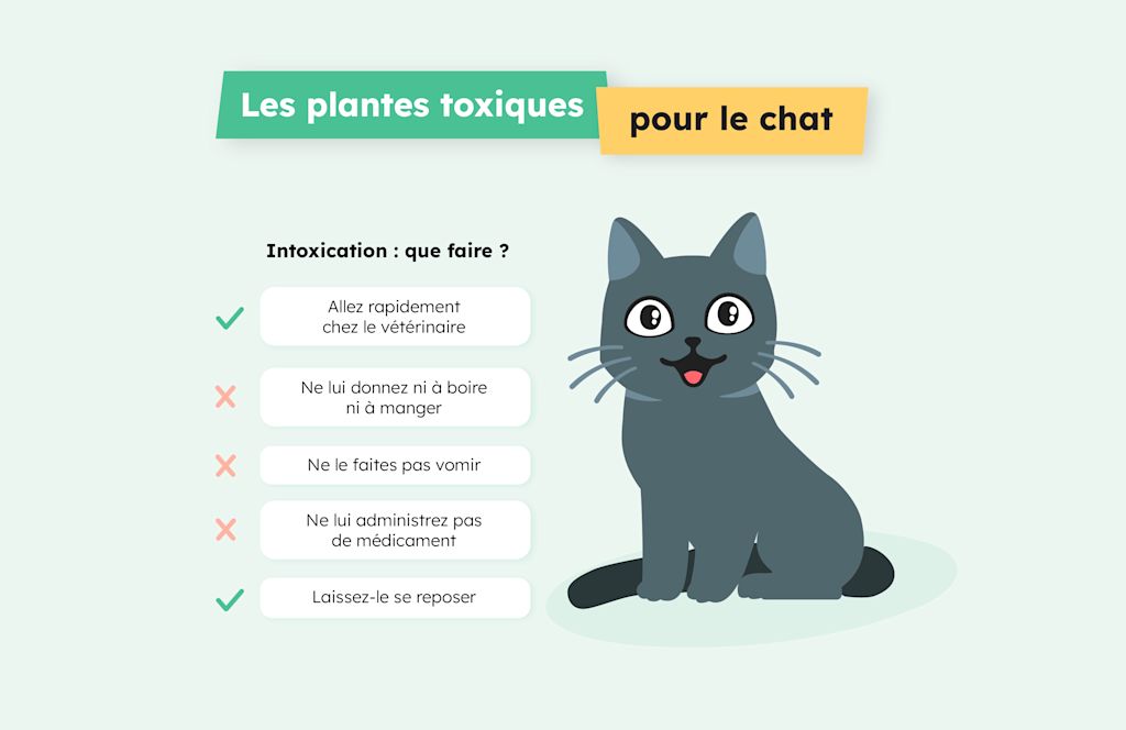 plante toxique chat