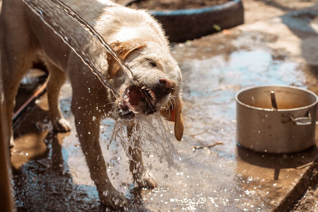 chien qui boit au jet d-eau