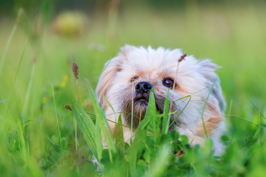 chien manger herbe