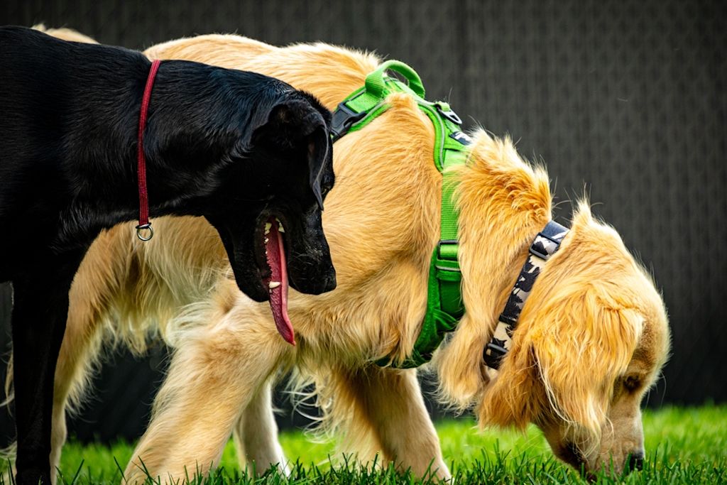Zwarte Duitse herder speelt op het zand