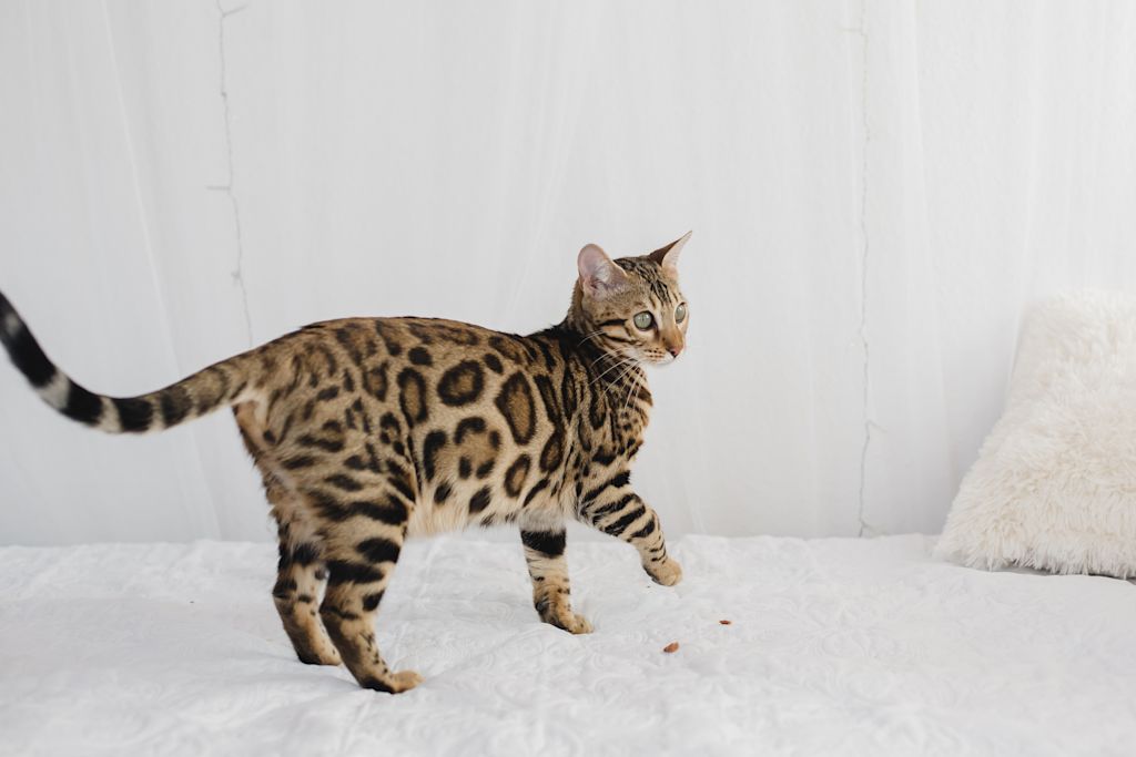 bengal hypoallergenique