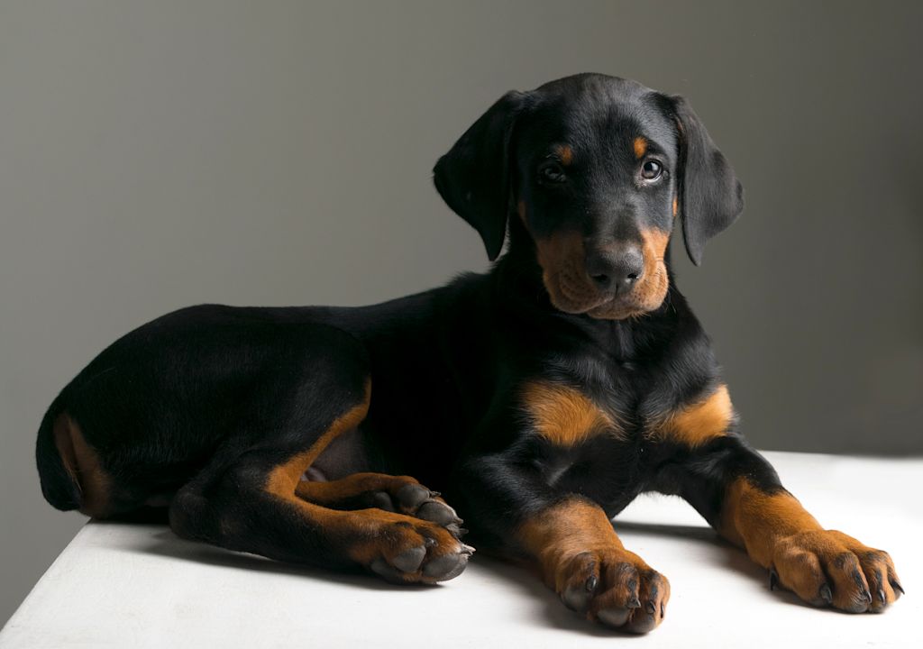 chiot dobermann