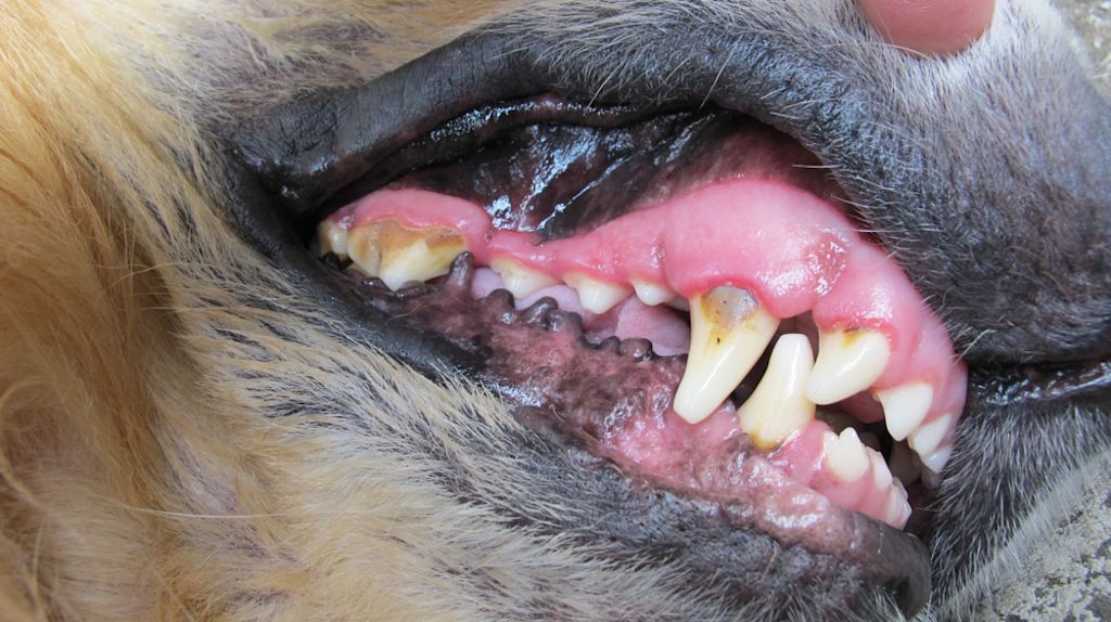 Karies ist möglich bei Hunden