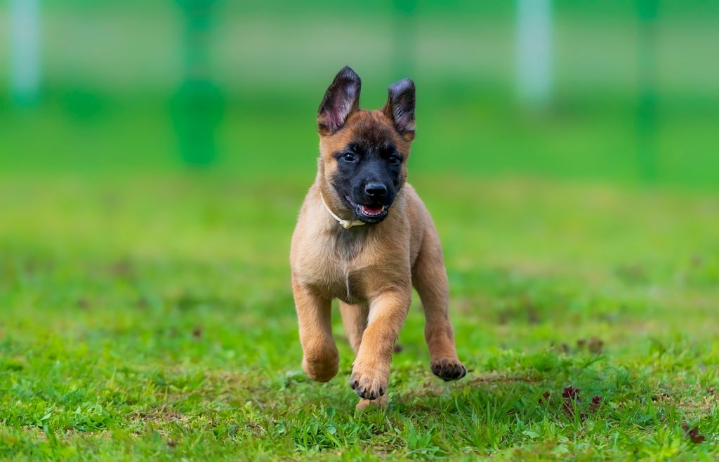 chiot malinois