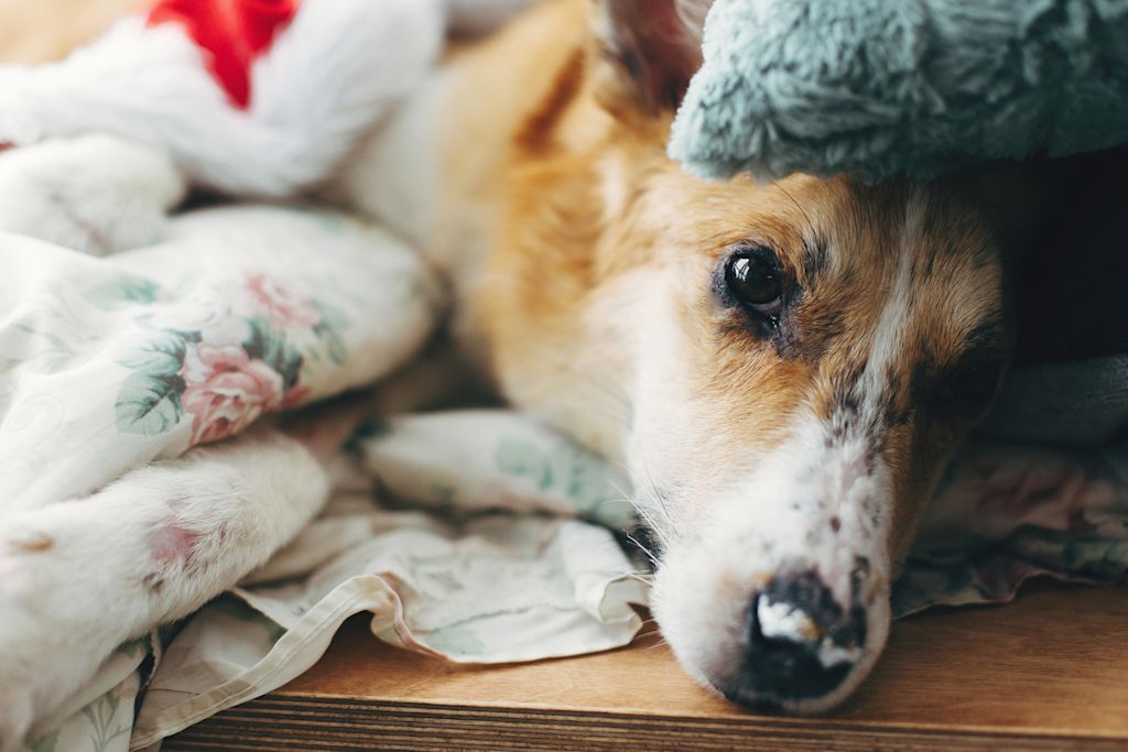 chien malade meningite