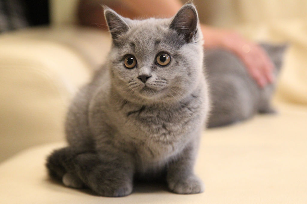 chaton british shorthair