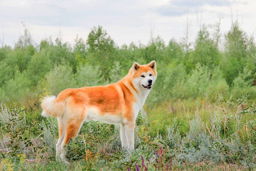 akita inu