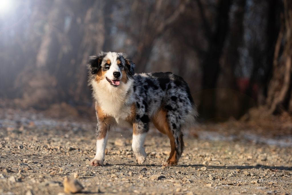 Australische Herder rent door bloemenveld