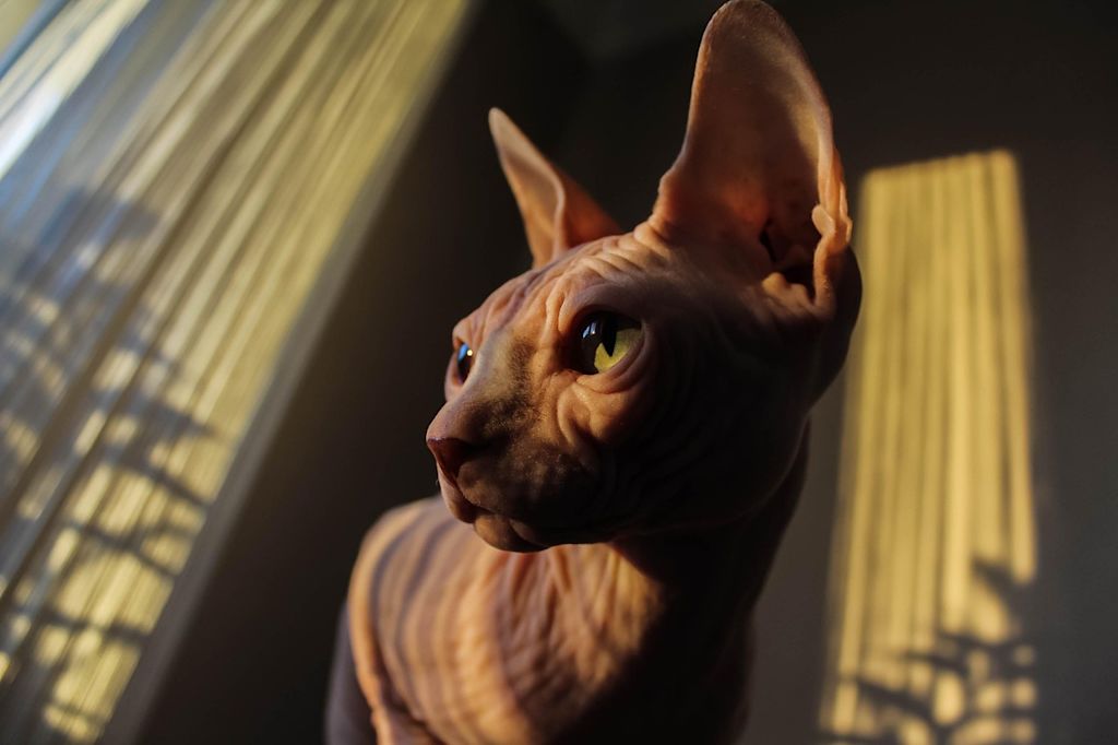chat sphynx ombre sans poils