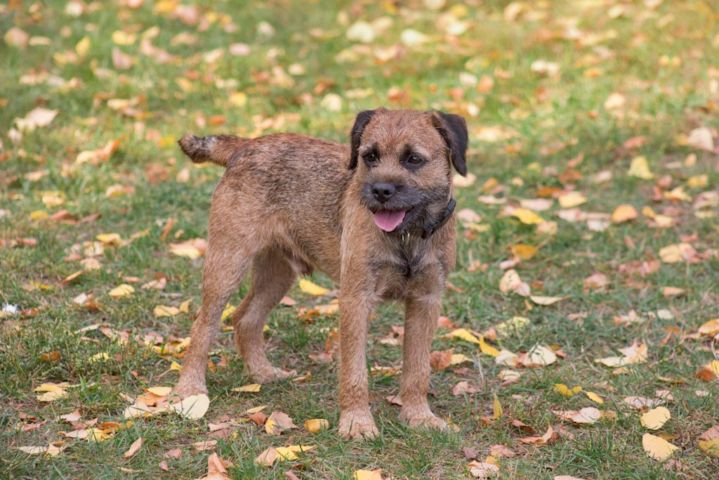 chiot border terrier