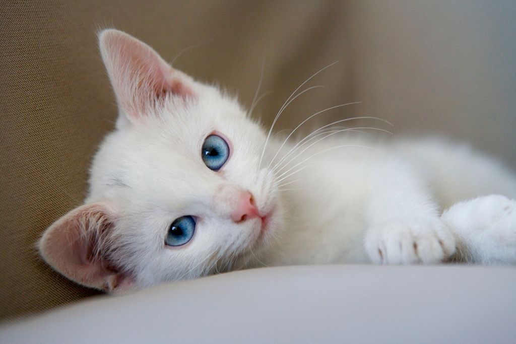 Gatito blanco