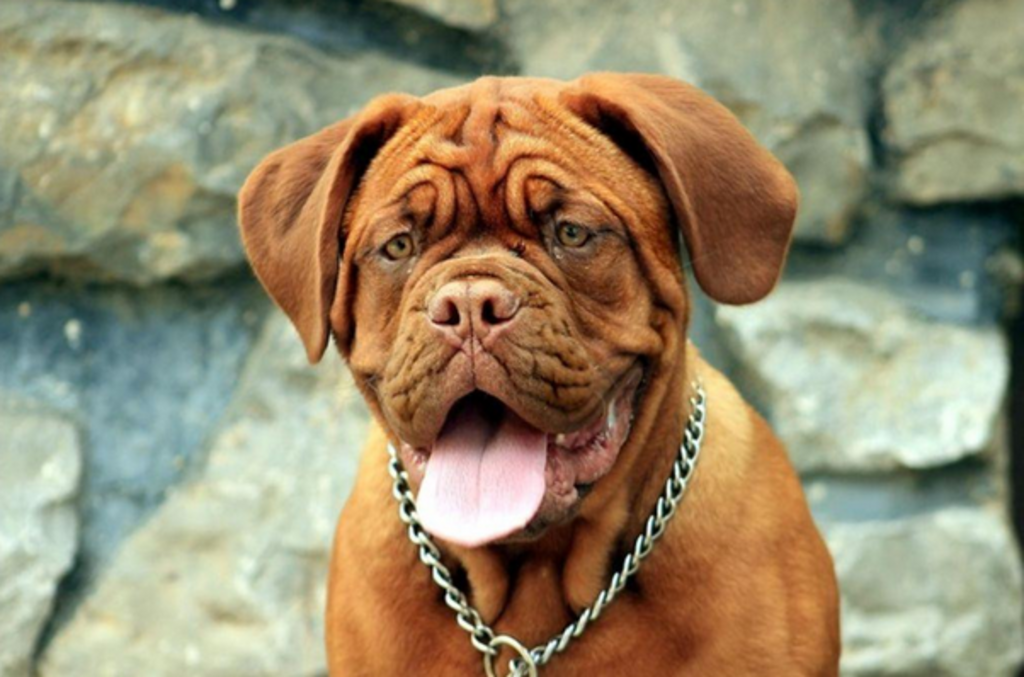 Dogue de Bordeaux zit voor stenen muur