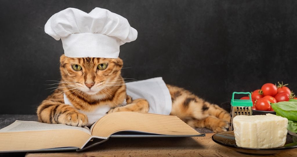 Wat mogen katten eten?