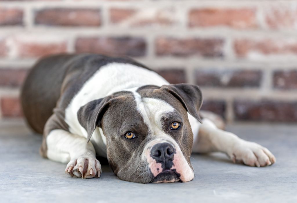 bouledogue americain