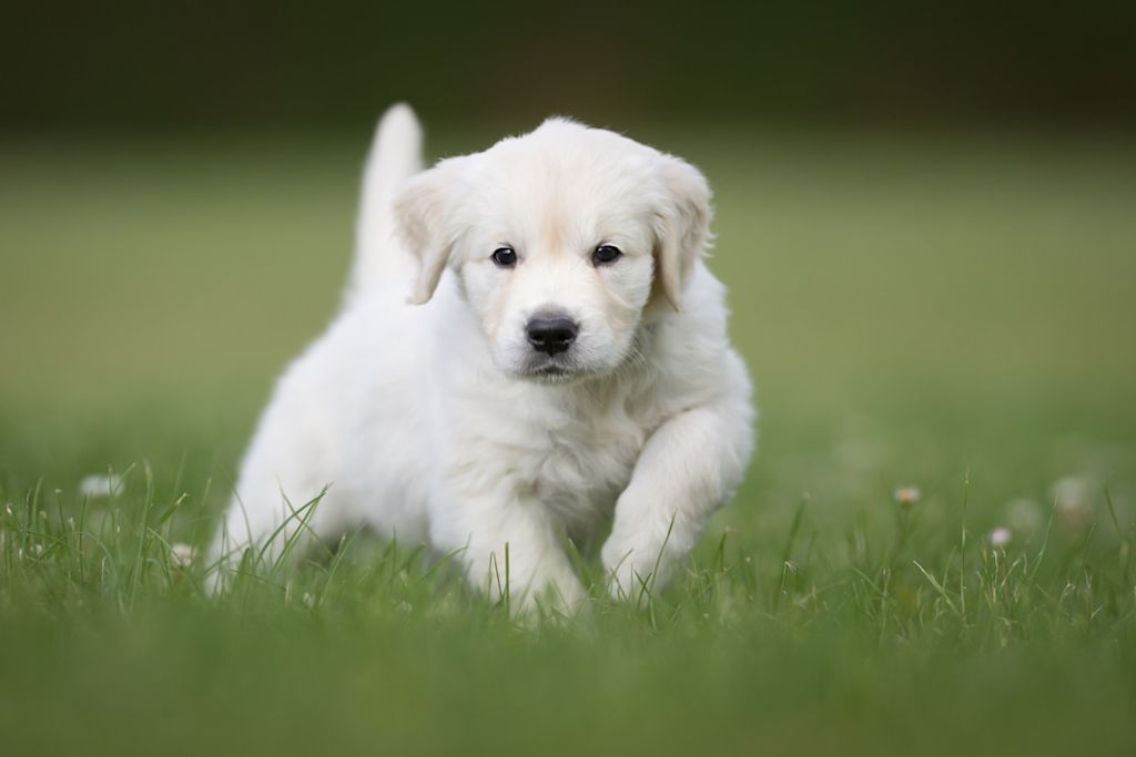 Chiot Golden retriever