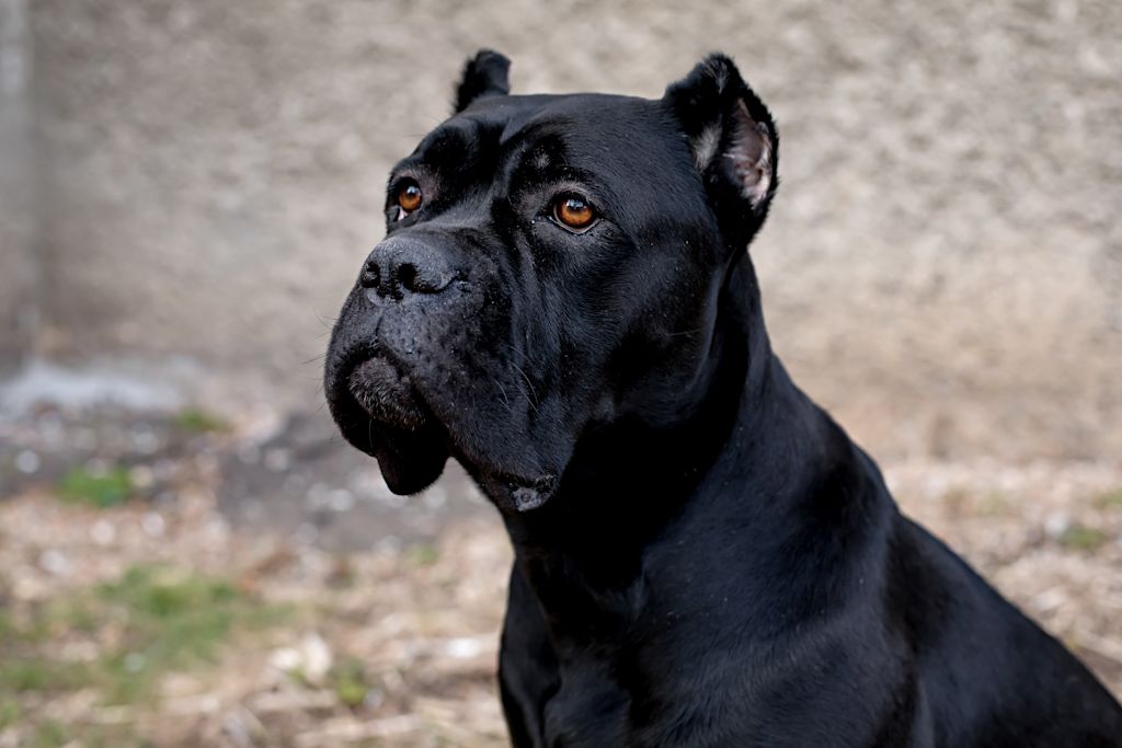 Cane Corso schwarz