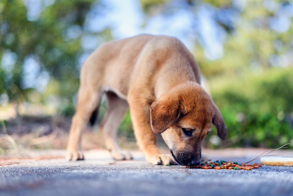 chiot dans la rue