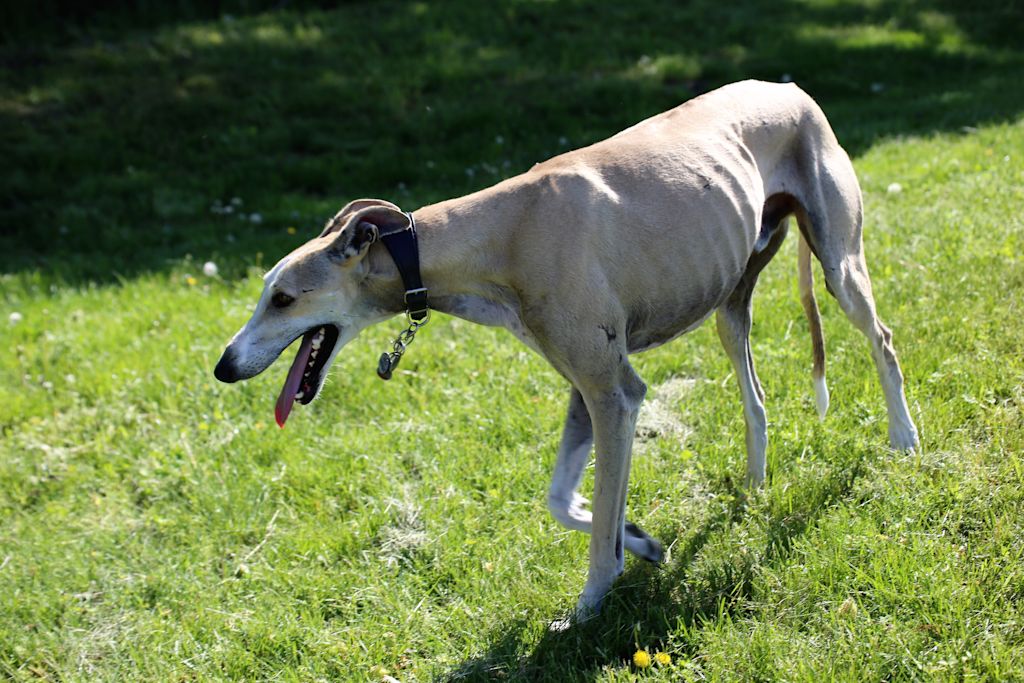 galgo