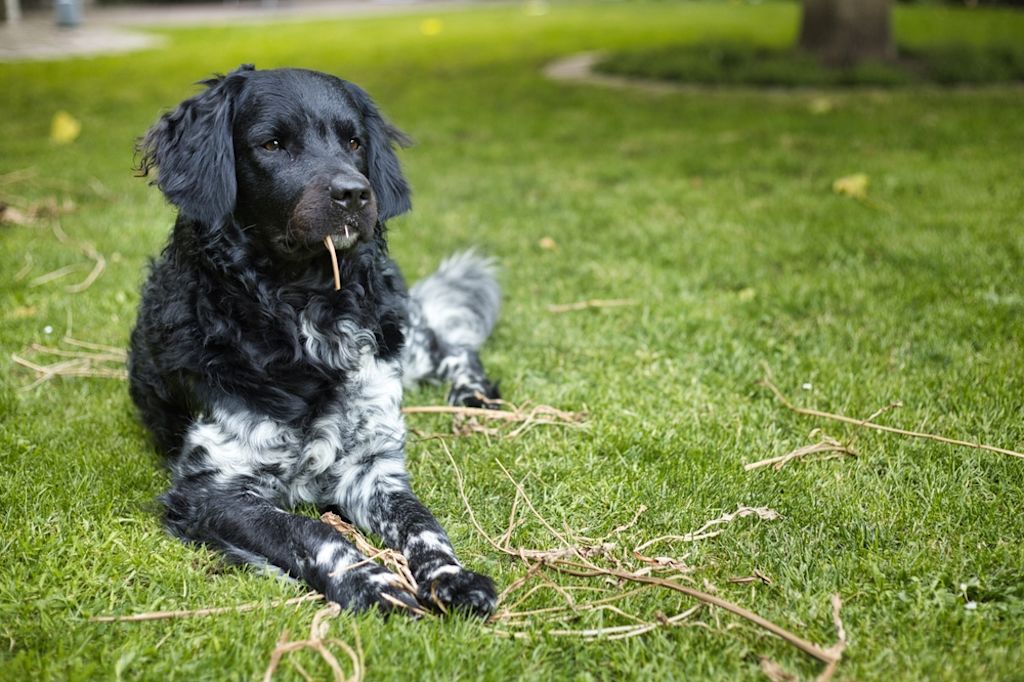 Stabijhoun ligt ontspannen op grasveld